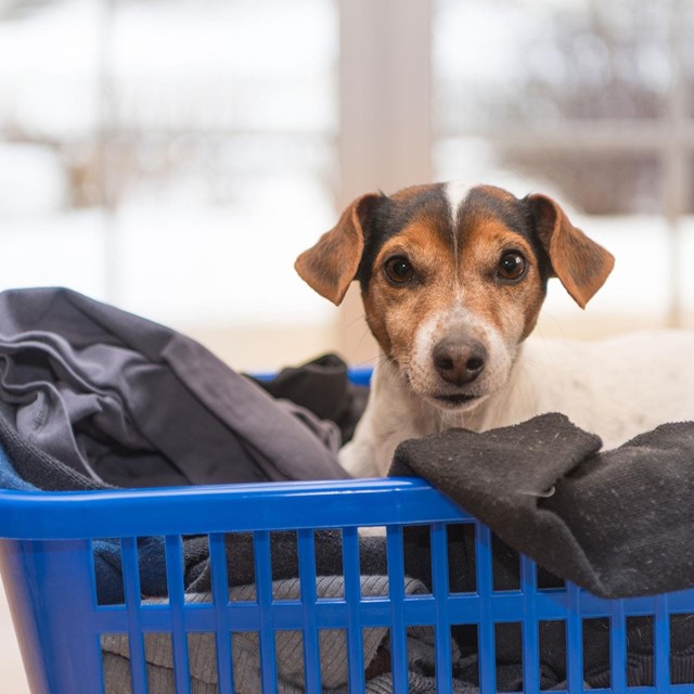 La ropa de tu mascota, impecable en nuestra lavandería